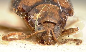Media type: image; Entomology 18406   Aspect: head frontal view